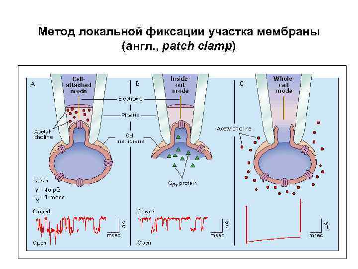 Метод локальной фиксации участка мембраны (англ. , patch clamp) 