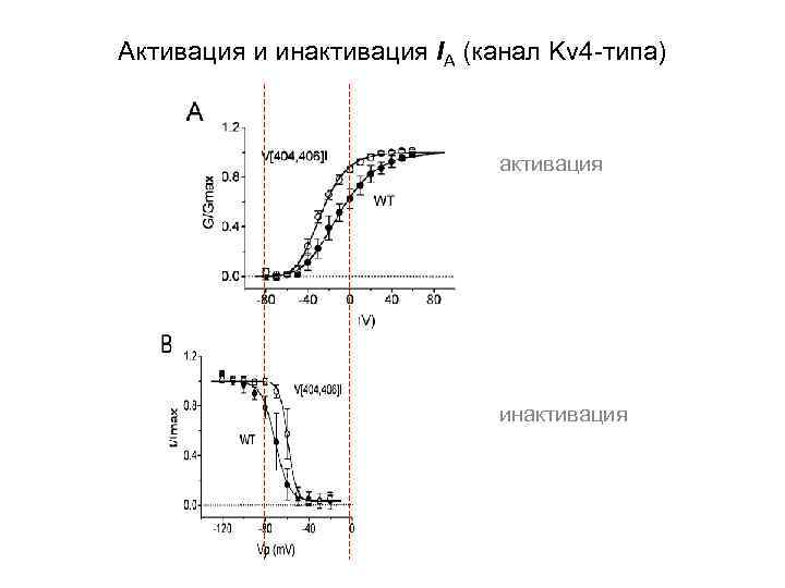 Активация и инактивация IA (канал Kv 4 -типа) активация инактивация 