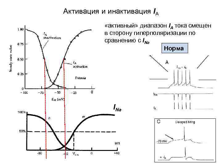 Активация и инактивация IA «активный» диапазон IA тока смещен в сторону гиперполяризации по сравнению