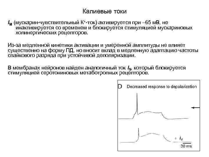 Калиевые токи IM (мускарин-чувствительный К+-ток) активируется при – 65 м. В, не инактивируется со