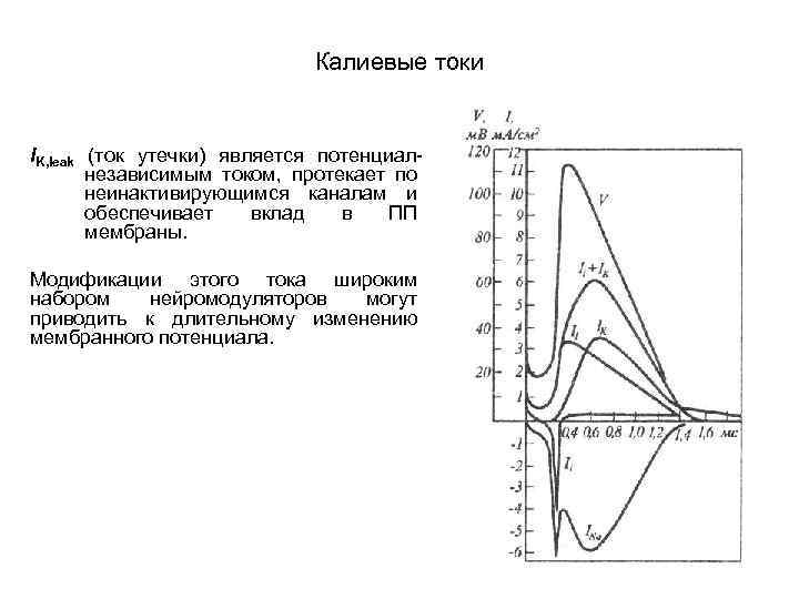 Калиевые токи IK, leak (ток утечки) является потенциалнезависимым током, протекает по неинактивирующимся каналам и