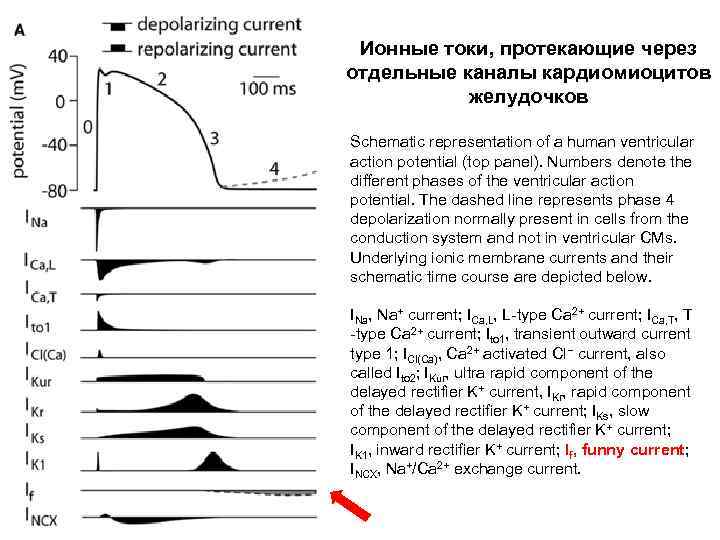 Ионные токи, протекающие через отдельные каналы кардиомиоцитов желудочков Schematic representation of a human ventricular