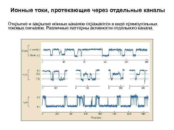 Ионные токи, протекающие через отдельные каналы Открытие и закрытие ионных каналов отражаются в виде