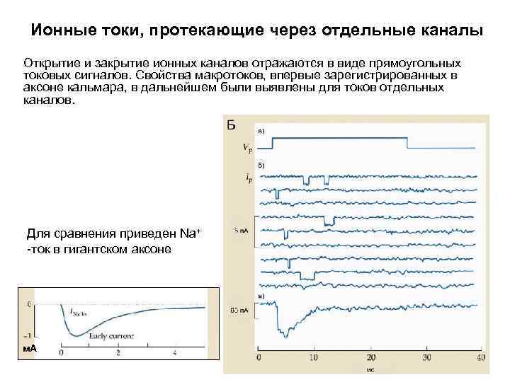 Ионные токи, протекающие через отдельные каналы Открытие и закрытие ионных каналов отражаются в виде