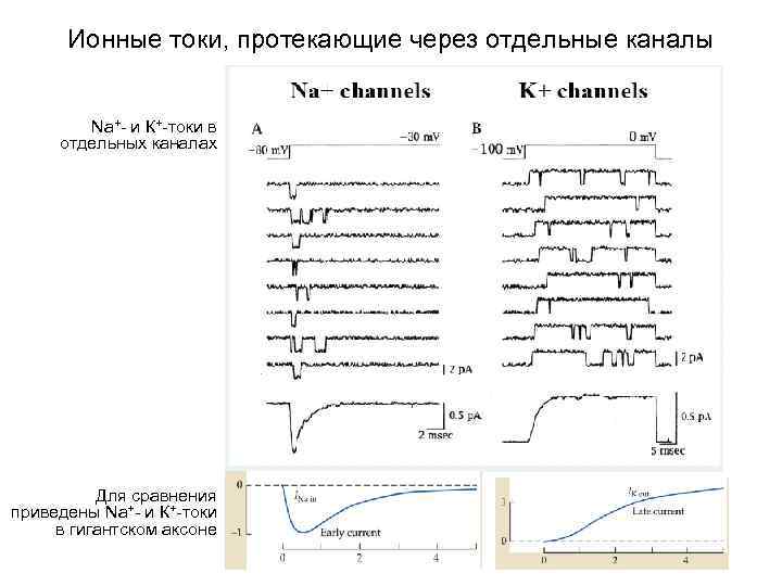 Ионные токи, протекающие через отдельные каналы Na+- и К+-токи в отдельных каналах Для сравнения