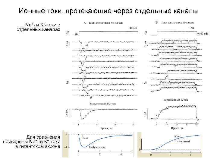 Ионные токи, протекающие через отдельные каналы Na+- и К+-токи в отдельных каналах Для сравнения