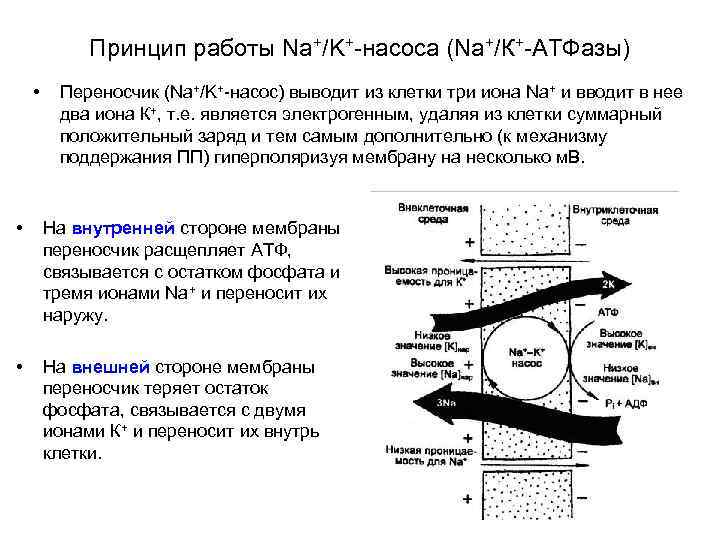 Принцип работы Na+/K+-насоса (Na+/К+-АТФазы) • Переносчик (Na+/K+-насос) выводит из клетки три иона Na+ и