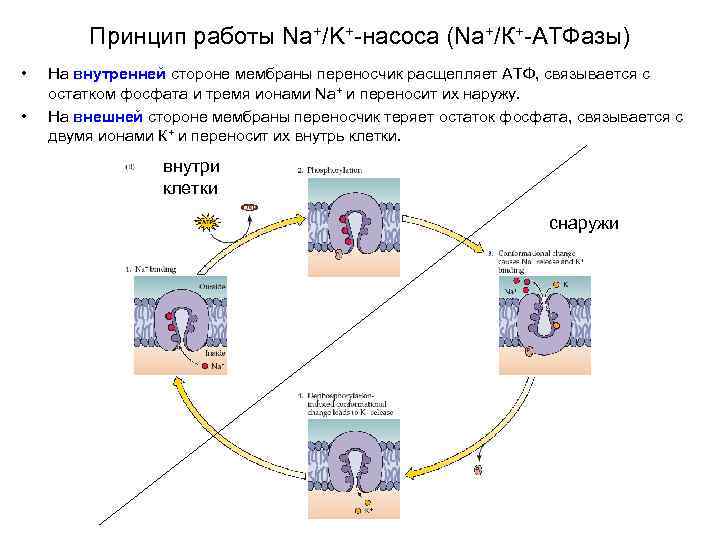 Принцип работы Na+/K+-насоса (Na+/К+-АТФазы) • • На внутренней стороне мембраны переносчик расщепляет АТФ, связывается