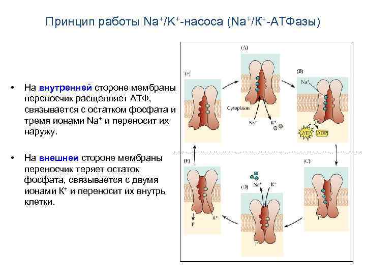Принцип работы Na+/K+-насоса (Na+/К+-АТФазы) • На внутренней стороне мембраны переносчик расщепляет АТФ, связывается с