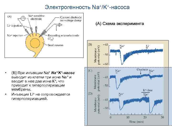Электрогенность Na+/K+-насоса • • (В) При инъекции Na+/K+-насос выводит из клетки три иона Na+