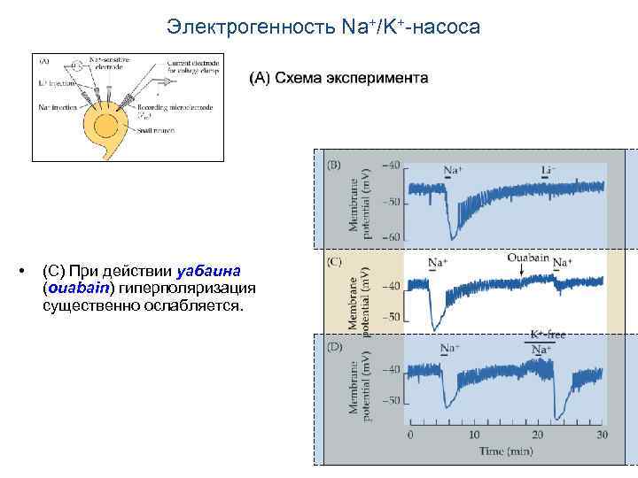 Электрогенность Na+/K+-насоса • (С) При действии уабаина (ouabain) гиперполяризация существенно ослабляется. 