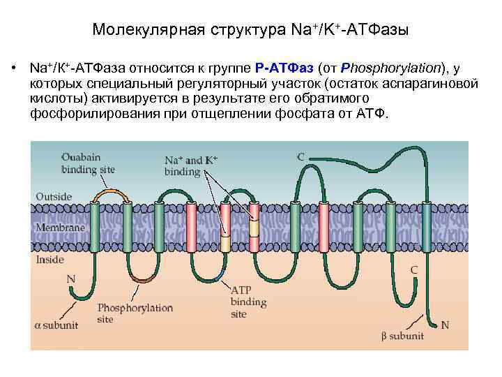 Молекулярная структура Na+/K+-АТФазы • Na+/К+-АТФаза относится к группе P-АТФаз (от Phosphorylation), у которых специальный
