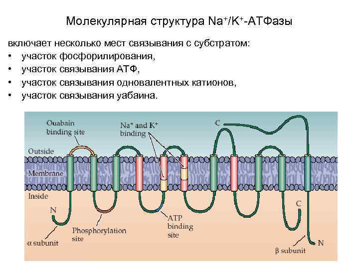 Молекулярная структура Na+/K+-АТФазы включает несколько мест связывания с субстратом: • участок фосфорилирования, • участок