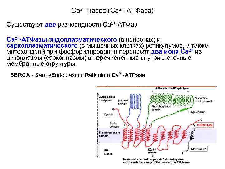 Са 2+-насос (Са 2+-АТФаза) Существуют две разновидности Са 2+-АТФазы эндоплазматического (в нейронах) и саркоплазматического