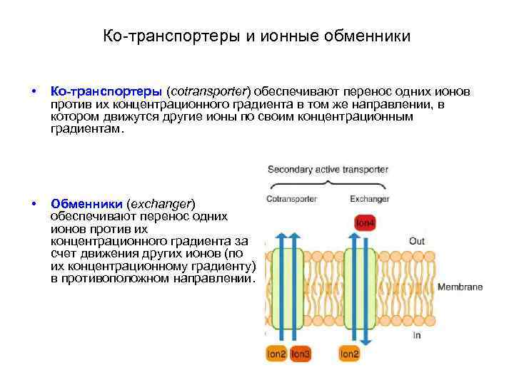 Ко-транспортеры и ионные обменники • Ко-транспортеры (cotransporter) обеспечивают перенос одних ионов против их концентрационного