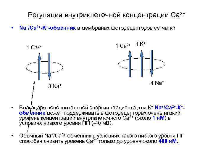 Регуляция внутриклеточной концентрации Са 2+ • Na+/Ca 2+-K+-обменник в мембранах фоторецепторов сетчатки 1 +