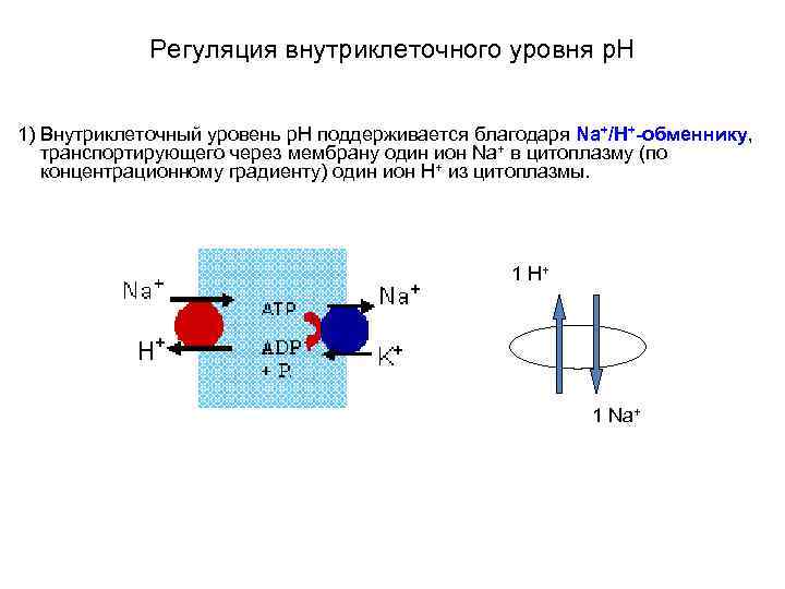 Регуляция внутриклеточного уровня p. H 1) Внутриклеточный уровень p. Н поддерживается благодаря Na+/Н+-обменнику, транспортирующего