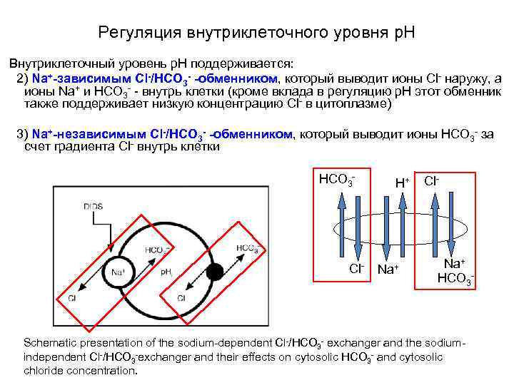 Регуляция внутриклеточного уровня p. H Внутриклеточный уровень p. Н поддерживается: 2) Na+-зависимым Cl-/HCO 3