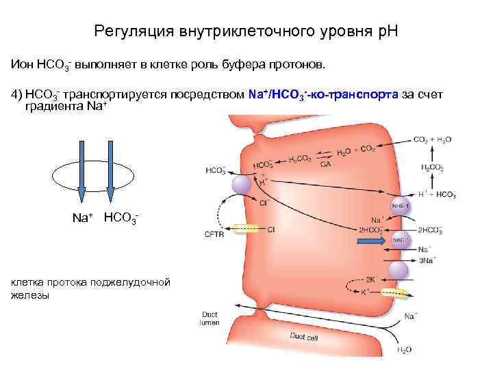 Регуляция внутриклеточного уровня p. H Ион HCO 3 - выполняет в клетке роль буфера