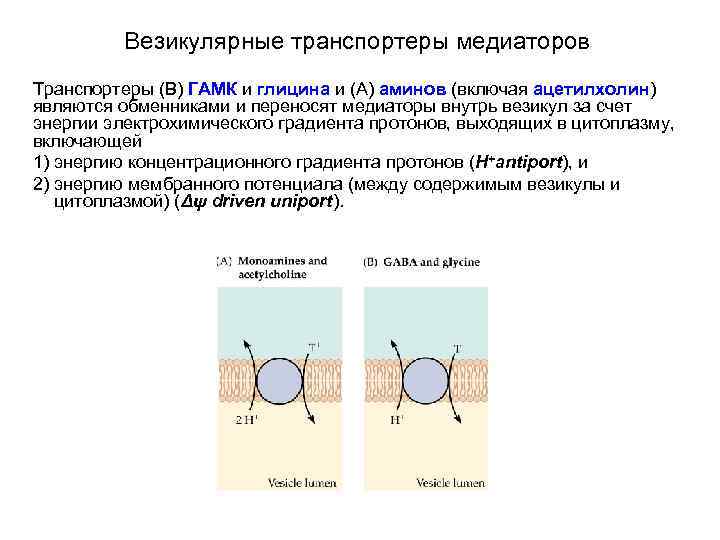 Везикулярные транспортеры медиаторов Транспортеры (B) ГАМК и глицина и (A) аминов (включая ацетилхолин) являются