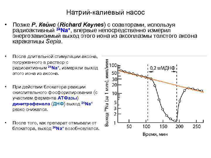 Натрий-калиевый насос • Позже Р. Кейнс (Richard Keynes) с соавторами, используя радиоактивный 24 Na+,