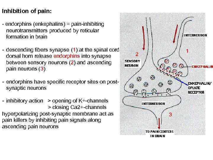 Inhibition of pain: - endorphins (enkephalins) = pain-inhibiting neurotransmitters produced by reticular formation in
