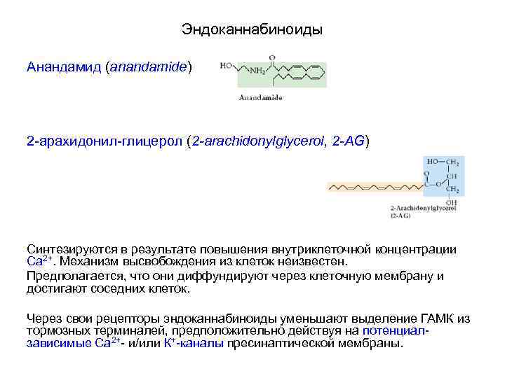 Эндоканнабиноиды Анандамид (anandamide) 2 -арахидонил-глицерол (2 -arachidonylglycerol, 2 -AG) Синтезируются в результате повышения внутриклеточной