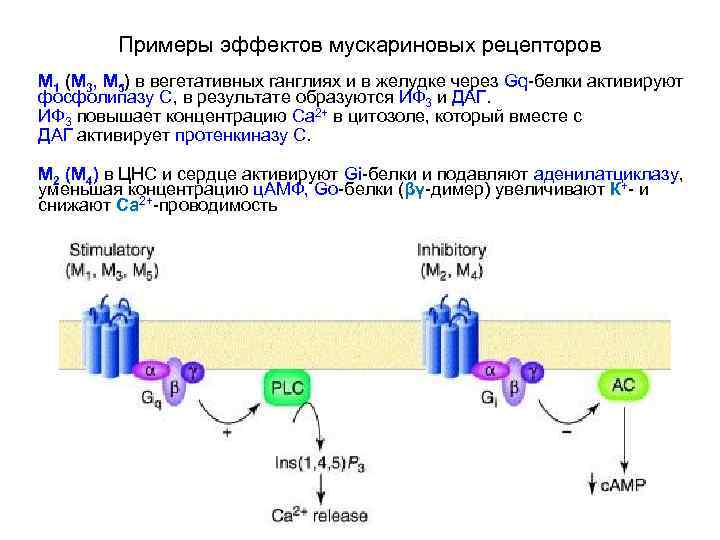 Примеры эффектов мускариновых рецепторов М 1 (М 3, М 5) в вегетативных ганглиях и