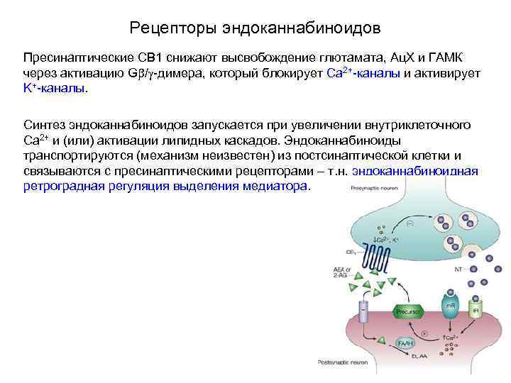 Рецепторы эндоканнабиноидов Пресинаптические СВ 1 снижают высвобождение глютамата, Ац. Х и ГАМК через активацию