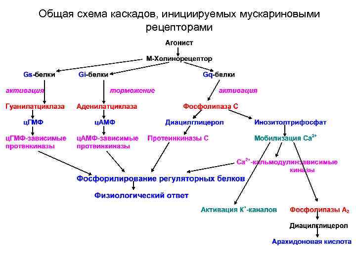 Общая схема каскадов, инициируемых мускариновыми рецепторами 