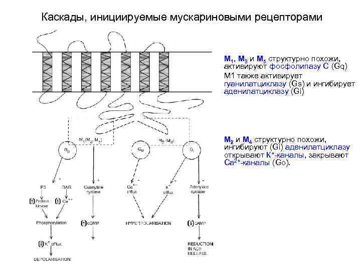 Каскады, инициируемые мускариновыми рецепторами М 1, М 3 и М 5 структурно похожи, активируют