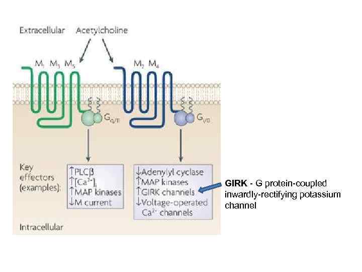 GIRK - G protein-coupled inwardly-rectifying potassium channel 