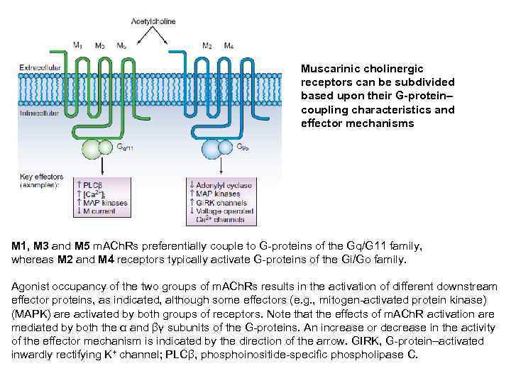 Muscarinic cholinergic receptors can be subdivided based upon their G-protein– coupling characteristics and effector