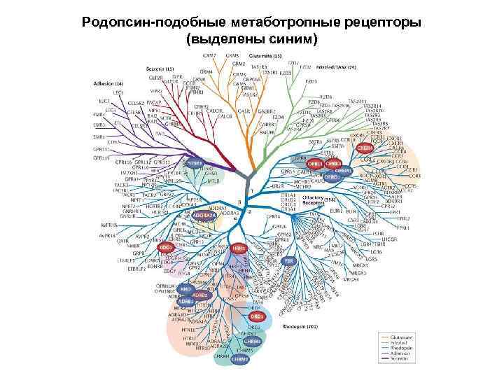 Родопсин-подобные метаботропные рецепторы (выделены синим) 