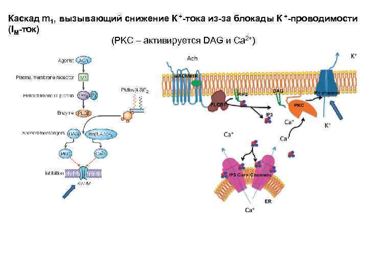 Каскад m 1, вызывающий снижение К +-тока из-за блокады К +-проводимости (IM-ток) (PKC –