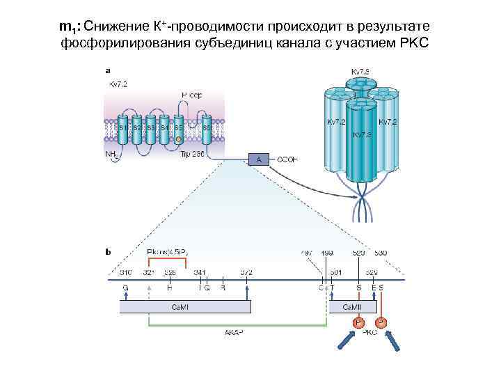 m 1: Снижение К+-проводимости происходит в результате фосфорилирования субъединиц канала с участием PKC 