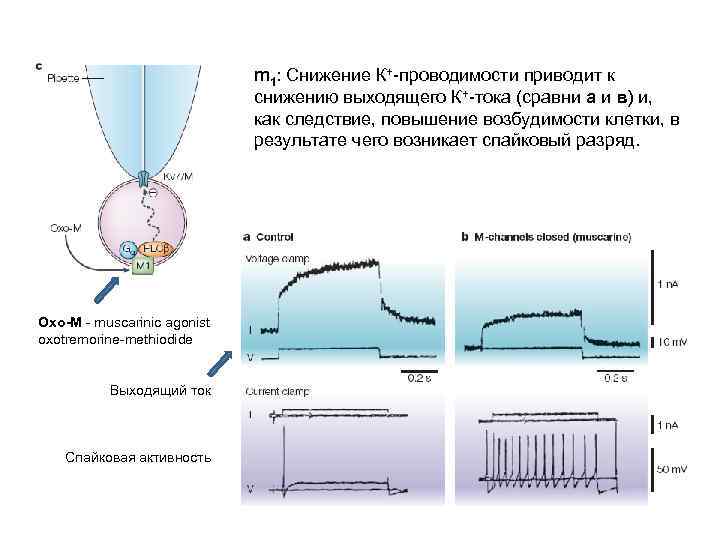 m 1: Снижение К+-проводимости приводит к снижению выходящего К+-тока (сравни а и в) и,