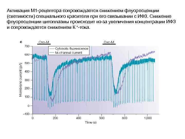 Активация М 1 -рецептора сопровождается снижением флуоресценции (светимости) специального красителя при его связывании с