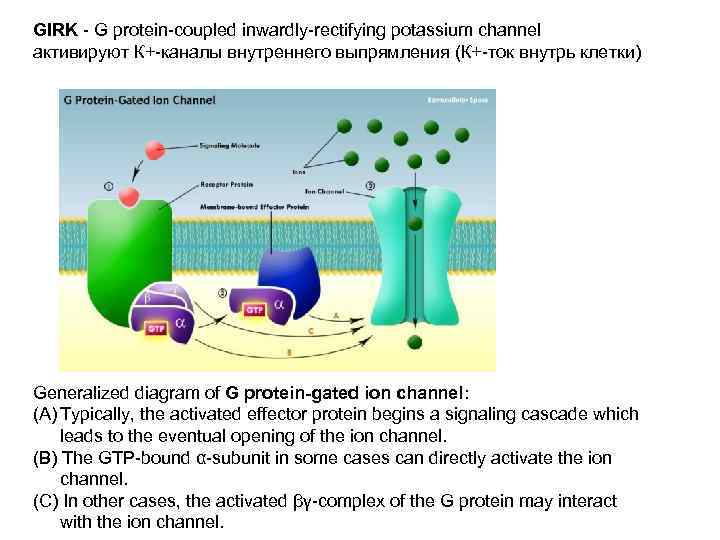 GIRK - G protein-coupled inwardly-rectifying potassium channel активируют К+-каналы внутреннего выпрямления (К+-ток внутрь клетки)