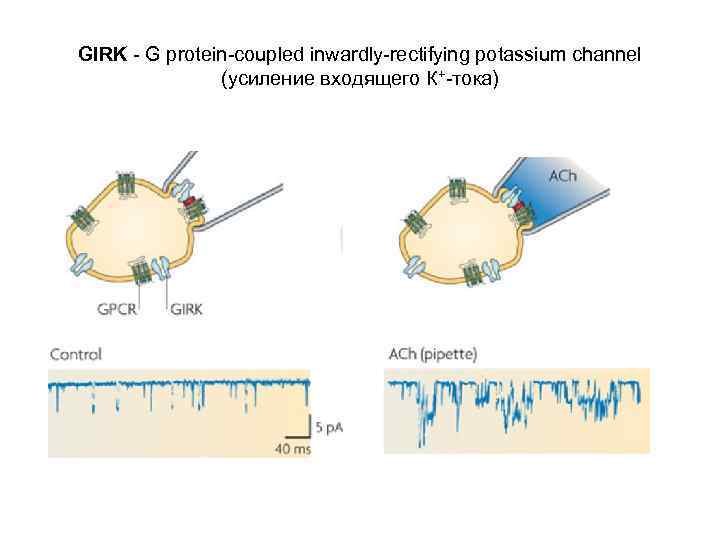 GIRK - G protein-coupled inwardly-rectifying potassium channel (усиление входящего К+-тока) 