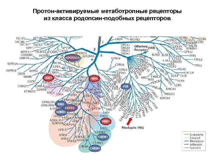 Протон-активируемые метаботропные рецепторы из класса родопсин-подобных рецепторов 