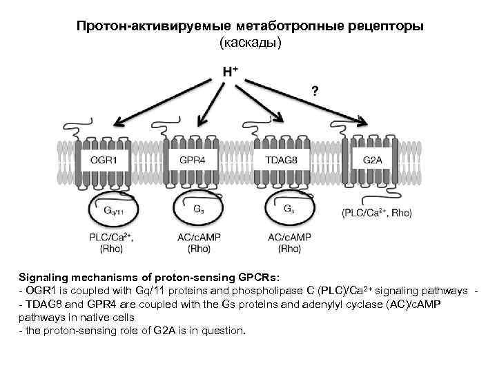 Протон-активируемые метаботропные рецепторы (каскады) Signaling mechanisms of proton-sensing GPCRs: - OGR 1 is coupled