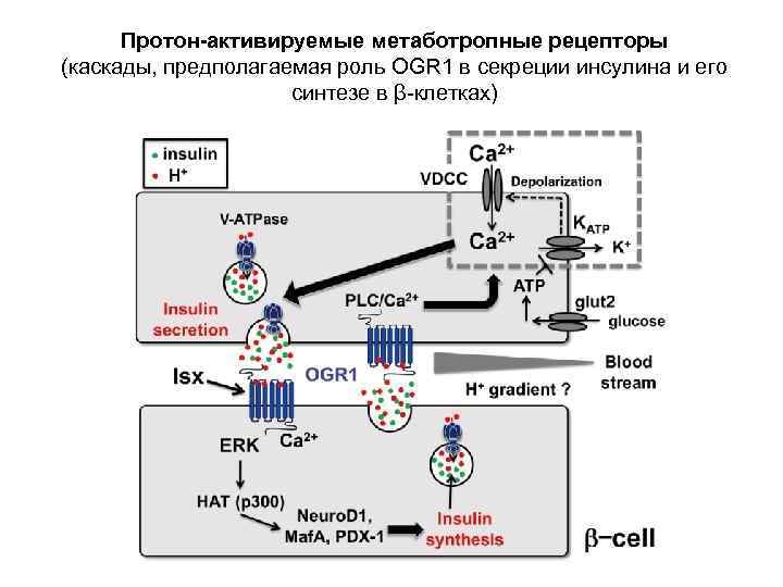 Протон-активируемые метаботропные рецепторы (каскады, предполагаемая роль OGR 1 в секреции инсулина и его синтезе