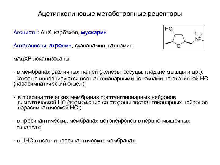 Ацетилхолиновые метаботропные рецепторы Агонисты: Ац. Х, карбахол, мускарин Антагонисты: атропин, скополамин, галламин м. Ац.