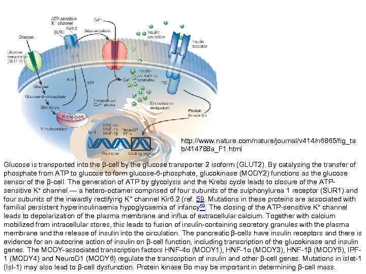 http: //www. nature. com/nature/journal/v 414/n 6865/fig_ta b/414788 a_F 1. html Glucose is transported into