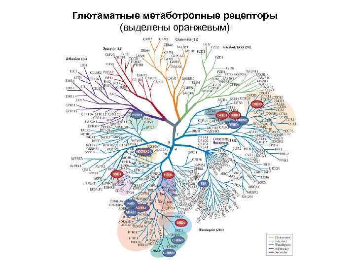 Глютаматные метаботропные рецепторы (выделены оранжевым) 