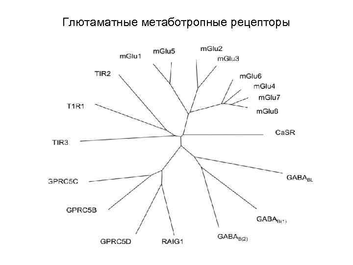 Глютаматные метаботропные рецепторы 