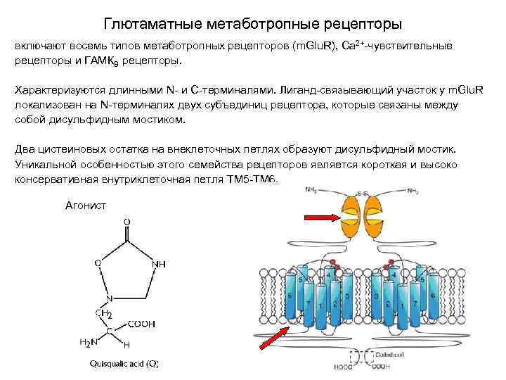 Глютаматные метаботропные рецепторы включают восемь типов метаботропных рецепторов (m. Glu. R), Са 2+-чувствительные рецепторы