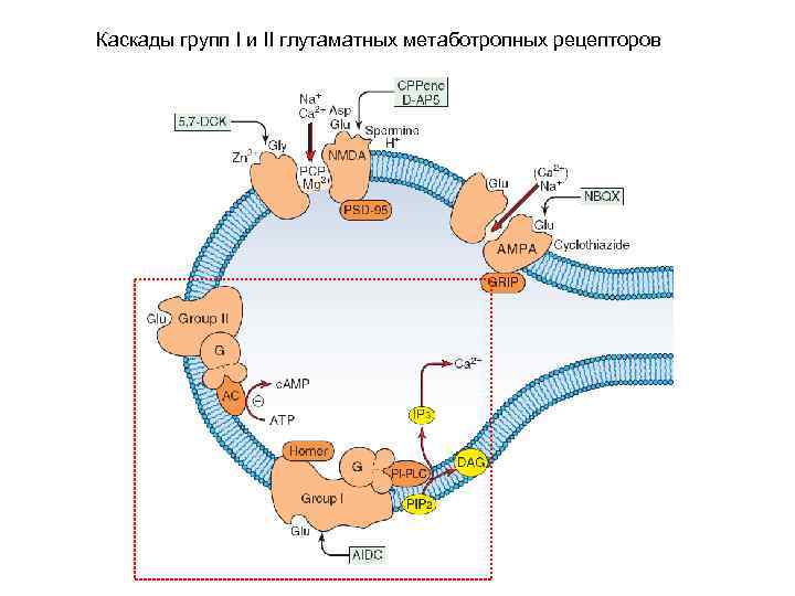 Каскады групп I и II глутаматных метаботропных рецепторов 