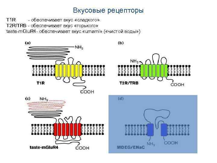 Вкусовые рецепторы T 1 R - обеспечивает вкус «сладкого» T 2 R/TRB - обеспечивает